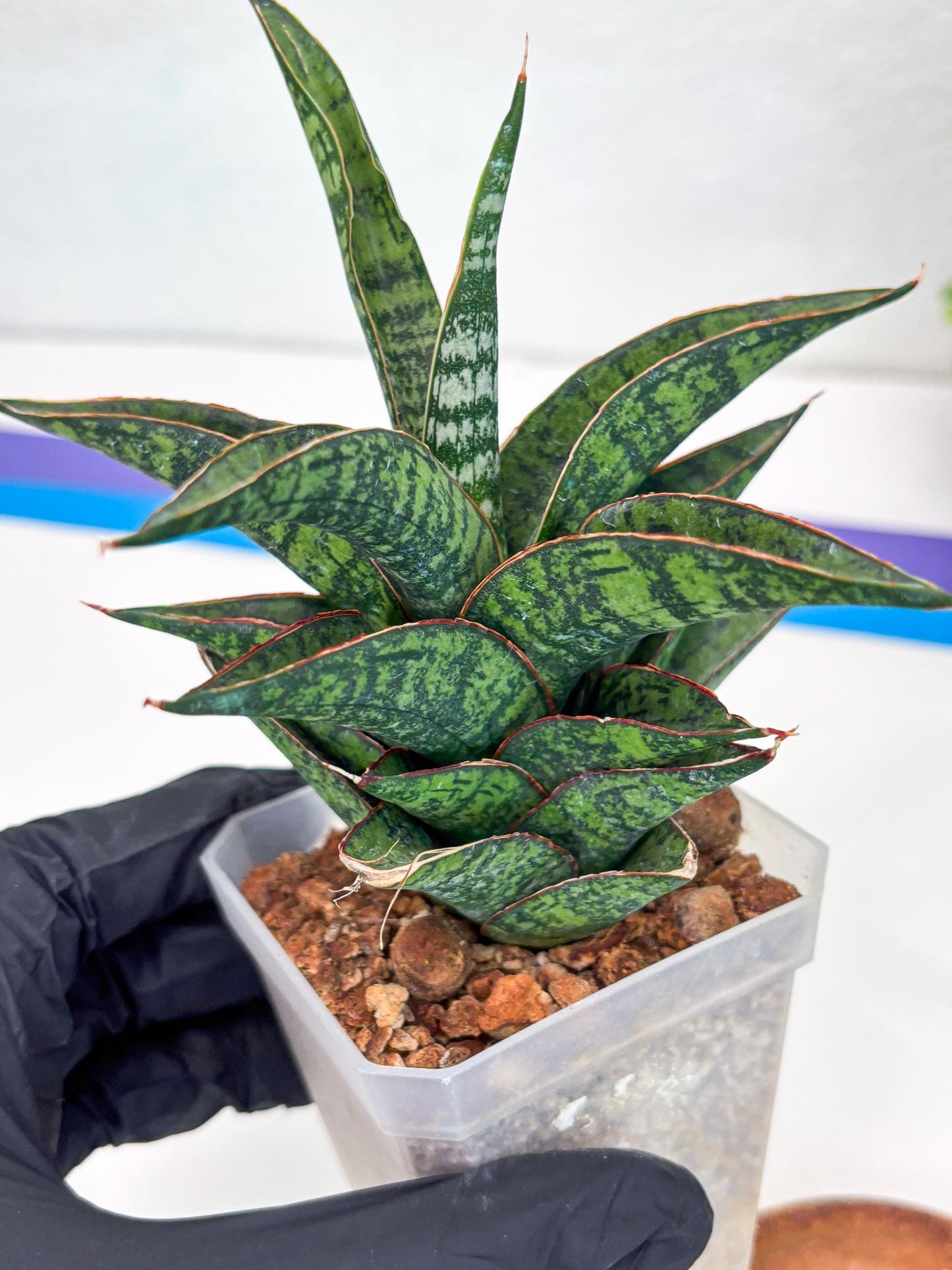 Sansevieria Toxin (#H51) | Imported House Plants