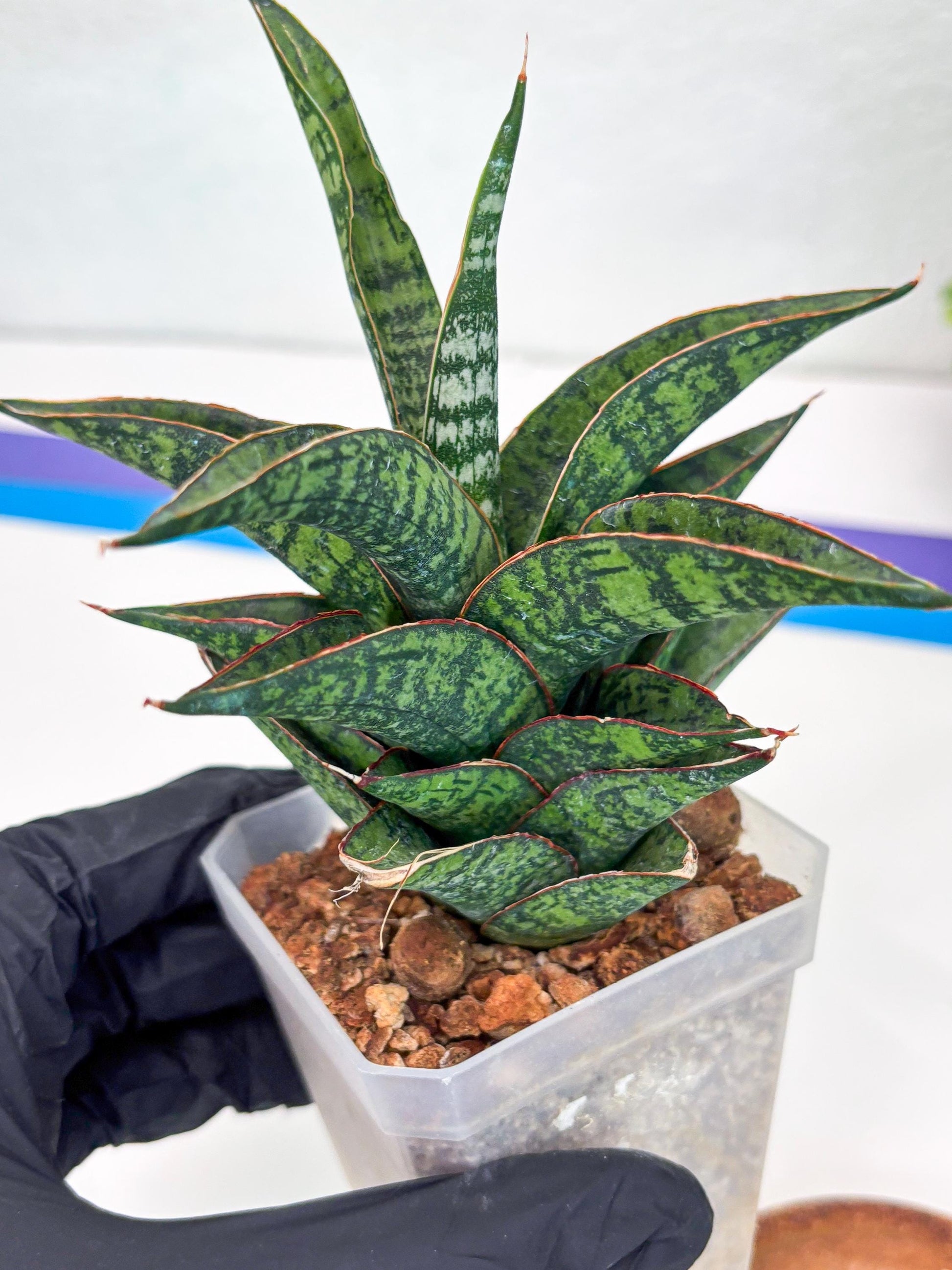 Sansevieria Toxin (#H51) | Imported House Plants