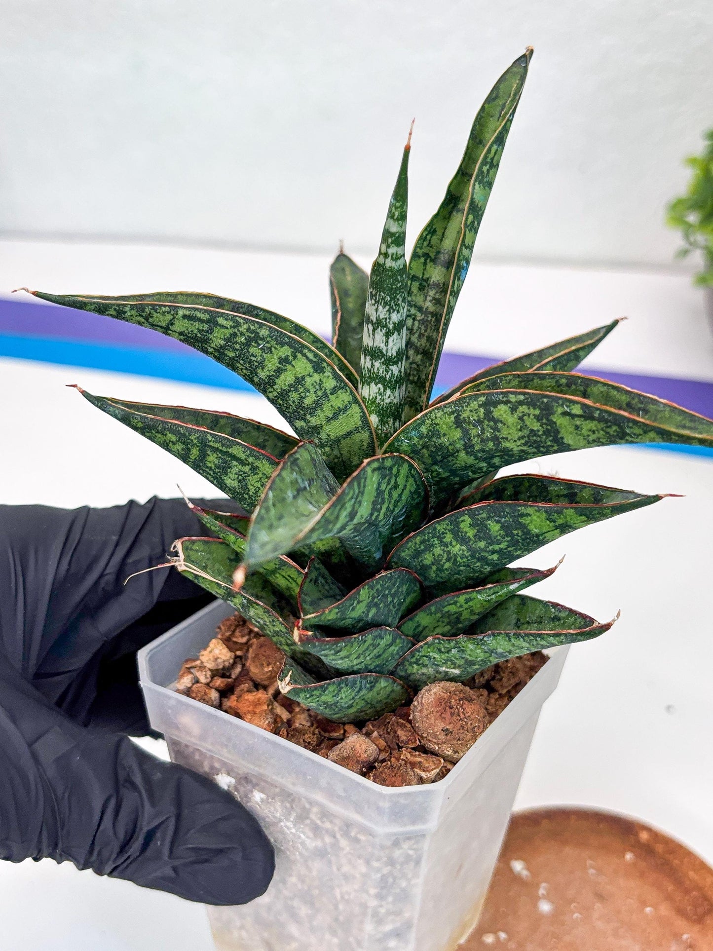 Sansevieria Toxin (#H51) | Imported House Plants