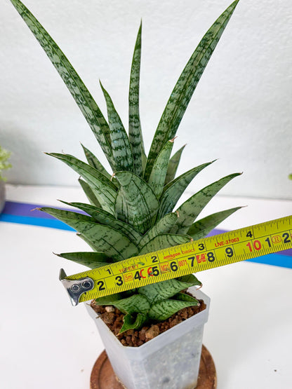 Sansevieria Gepeng (H54) | Imported Snake Plants