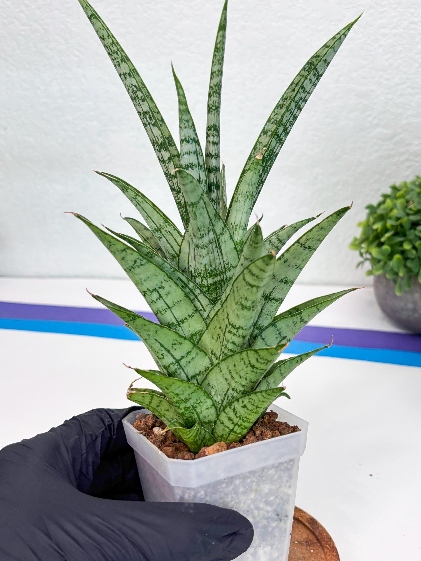 Sansevieria Gepeng (H54) | Imported Snake Plants