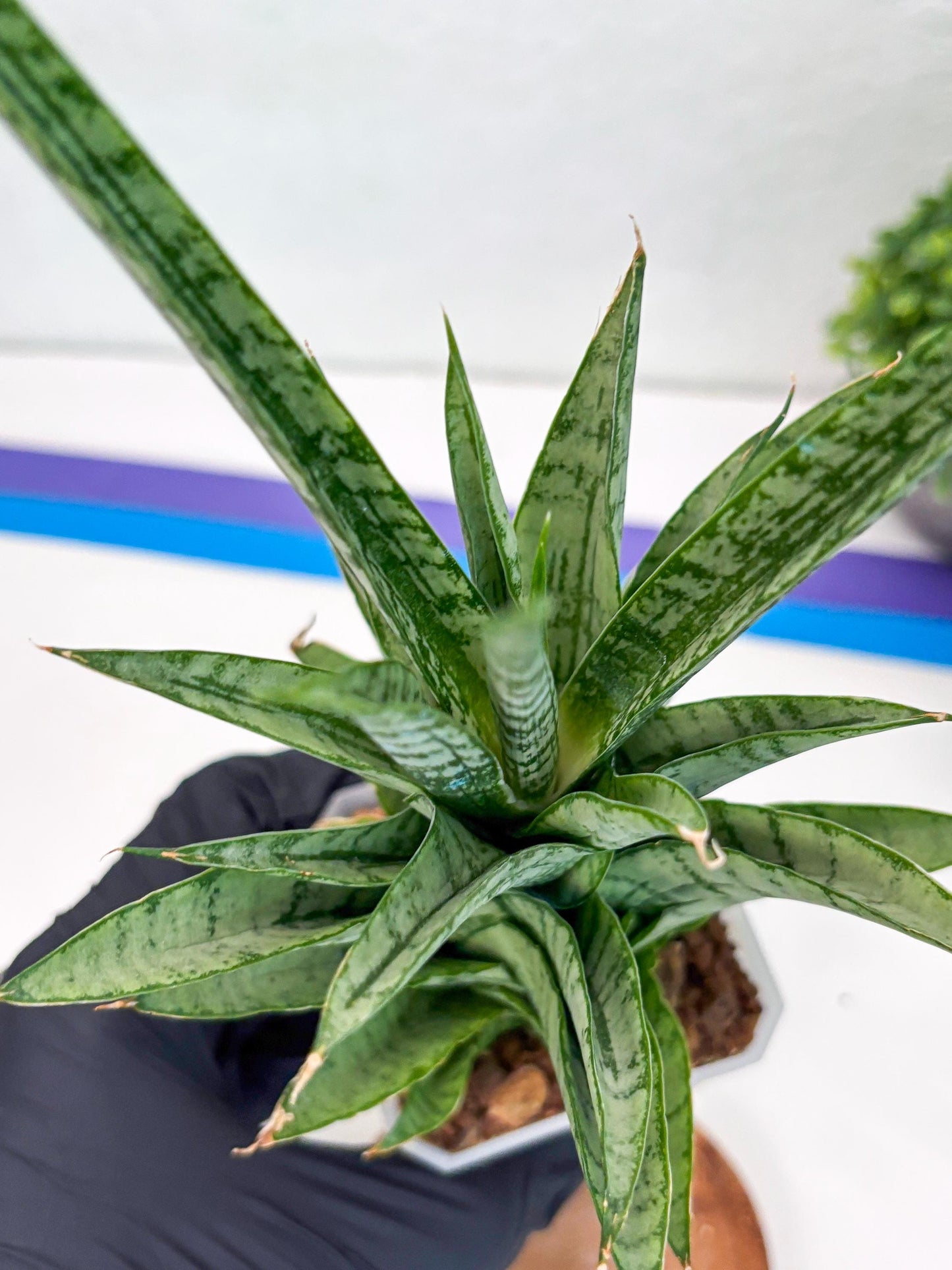 Sansevieria Gepeng (H54) | Imported Snake Plants
