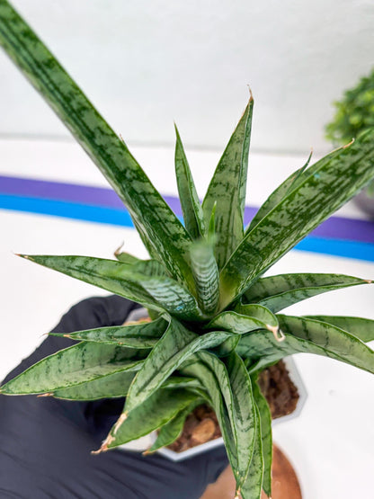 Sansevieria Gepeng (H54) | Imported Snake Plants