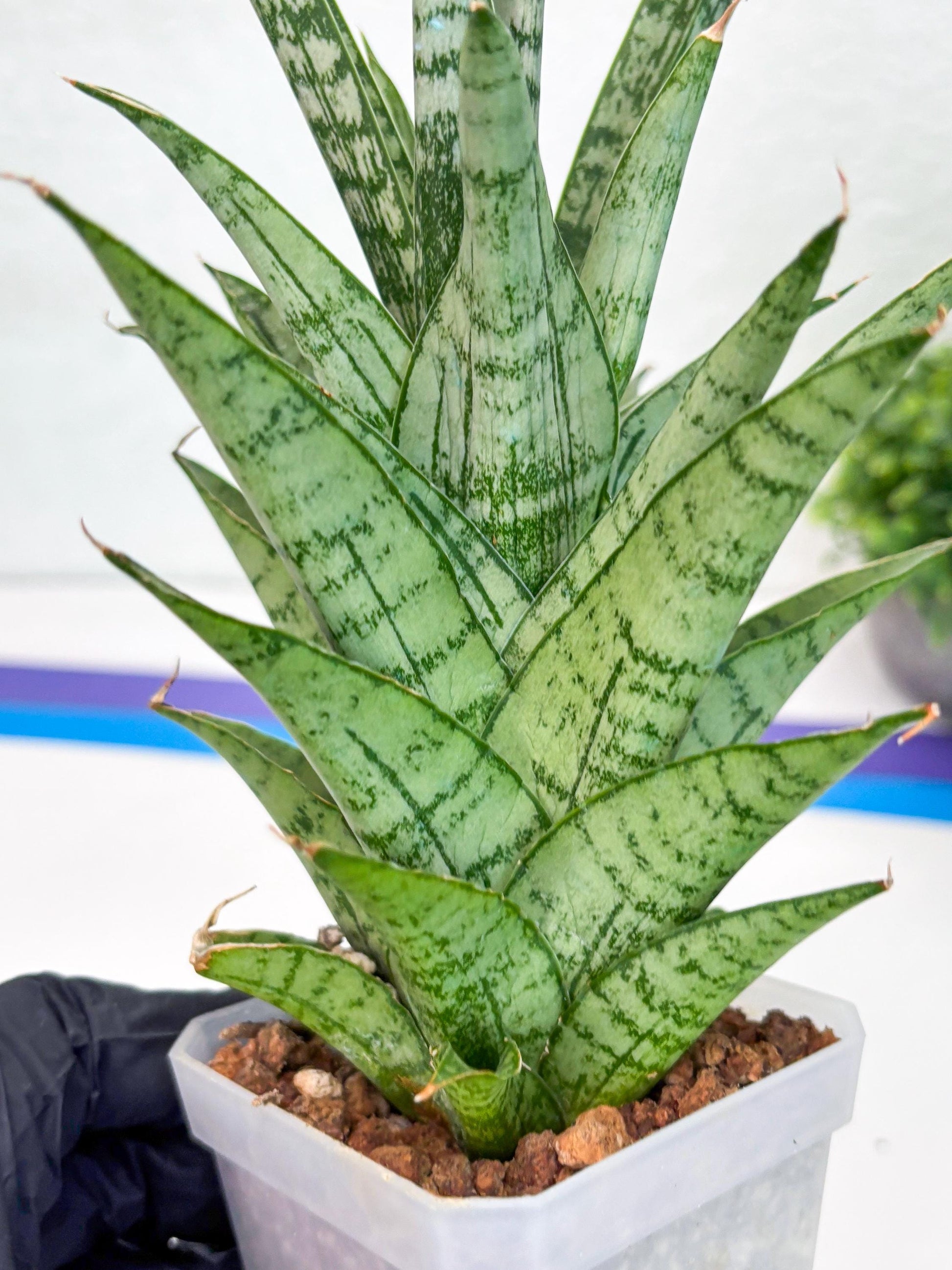 Sansevieria Gepeng (H54) | Imported Snake Plants