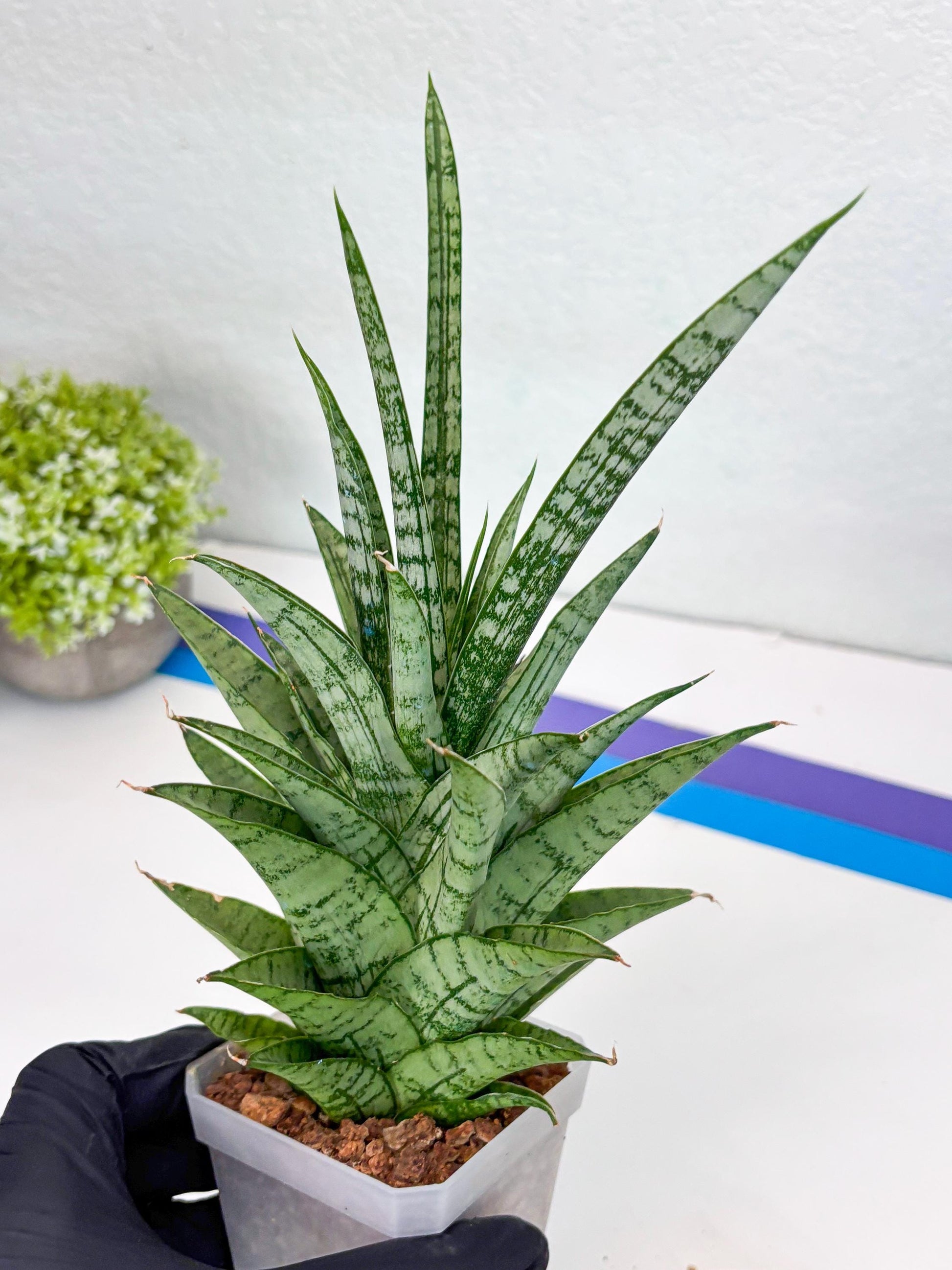 Sansevieria Gepeng (H54) | Imported Snake Plants