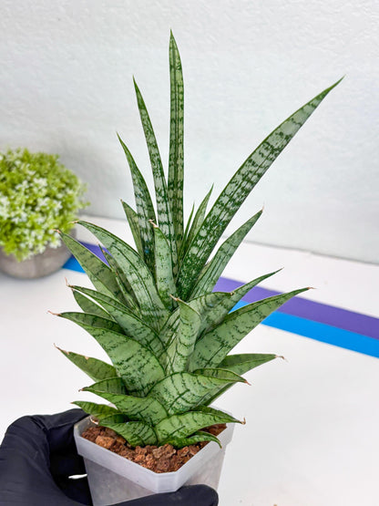 Sansevieria Gepeng (H54) | Imported Snake Plants