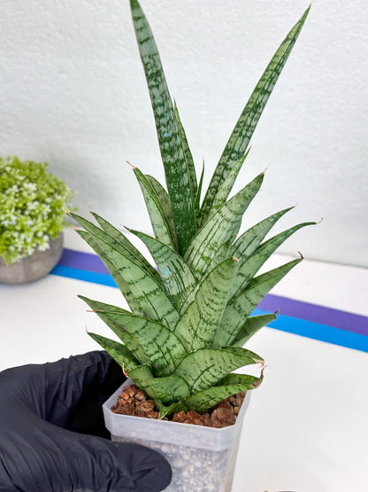Sansevieria Gepeng (H54) | Imported Snake Plants