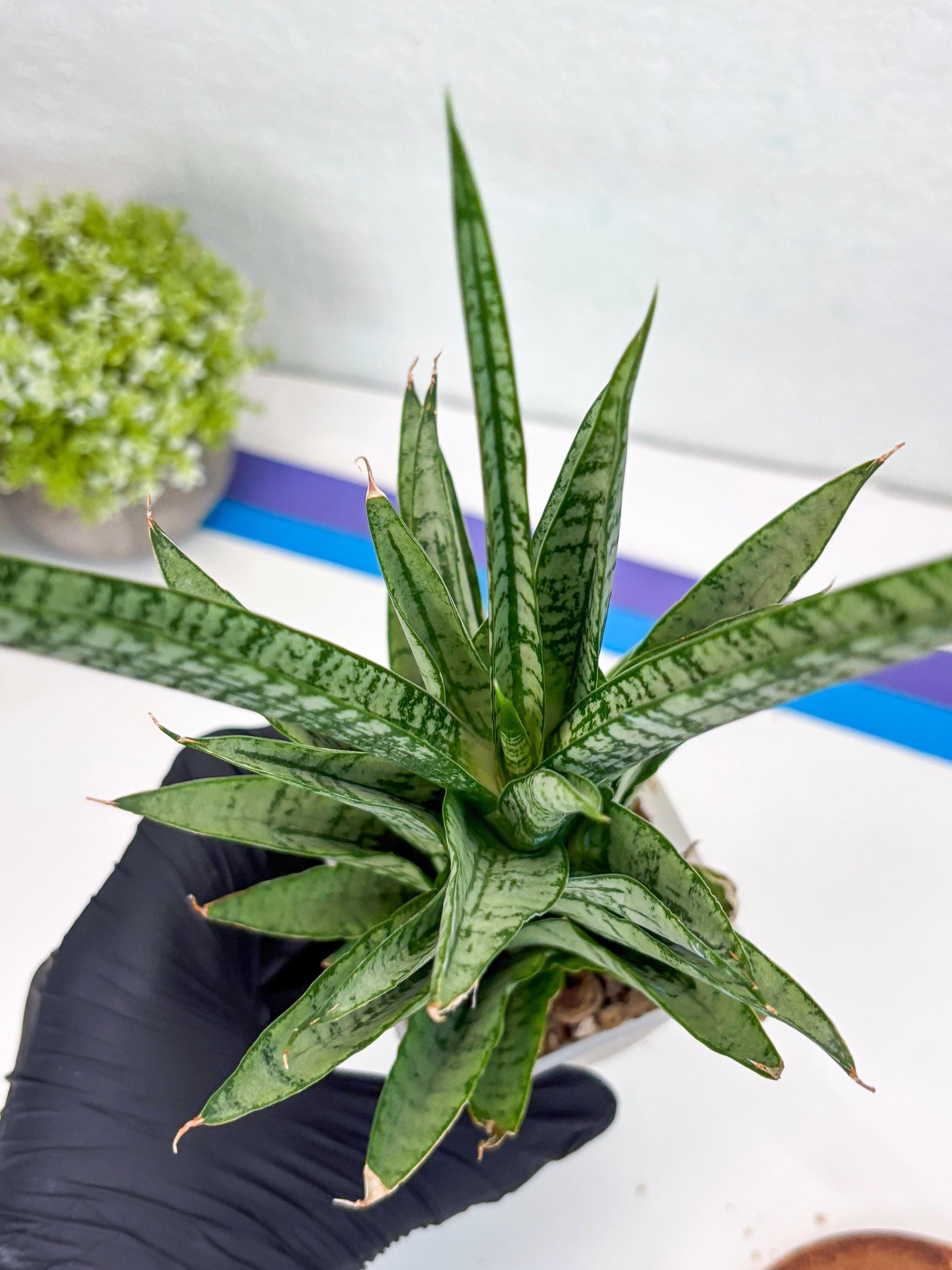 Sansevieria Gepeng (H54) | Imported Snake Plants