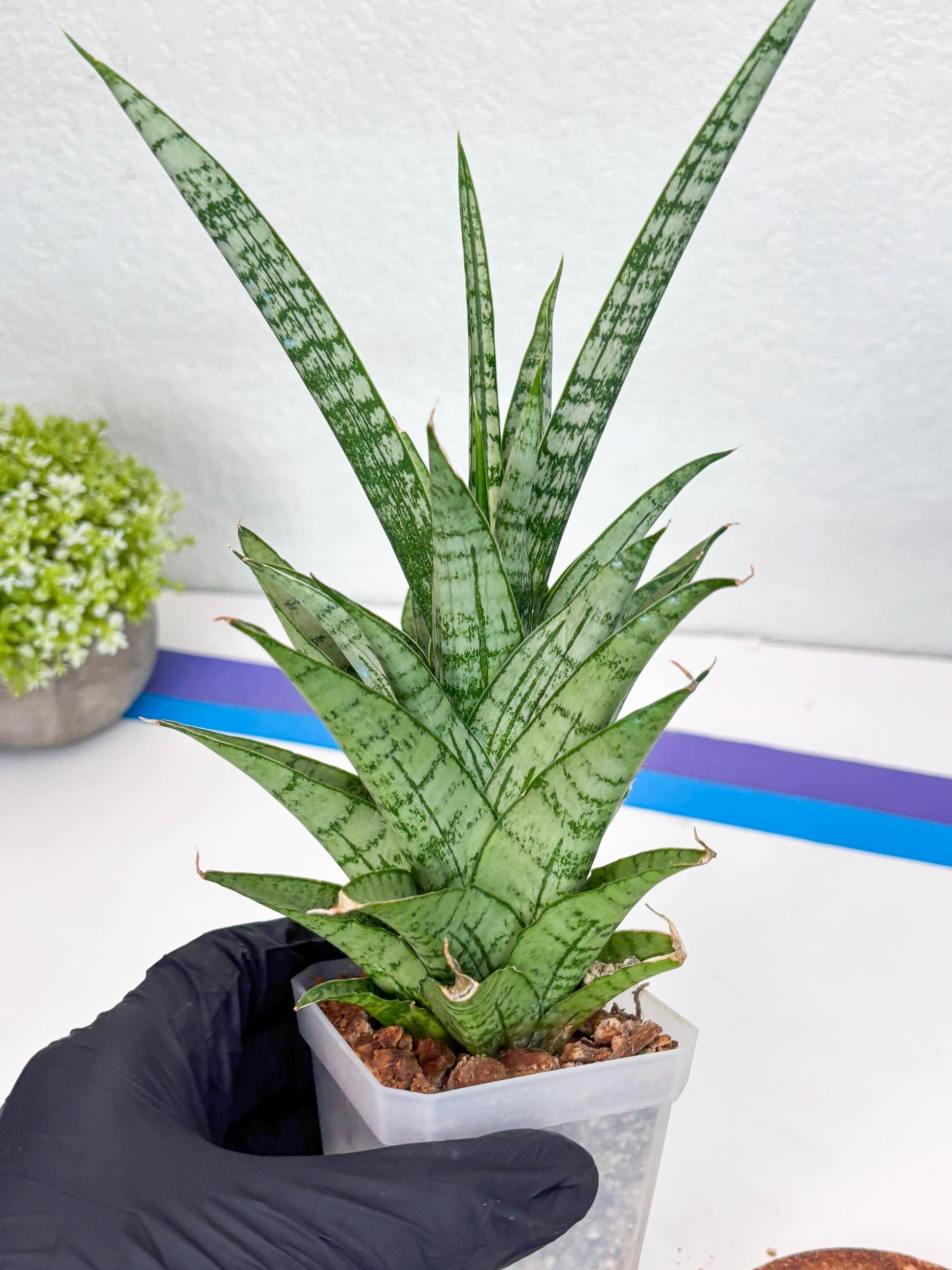 Sansevieria Gepeng (H54) | Imported Snake Plants