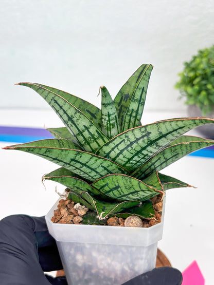Sansevieria Kasier (H13) | Choose Your Extraordinary Plant