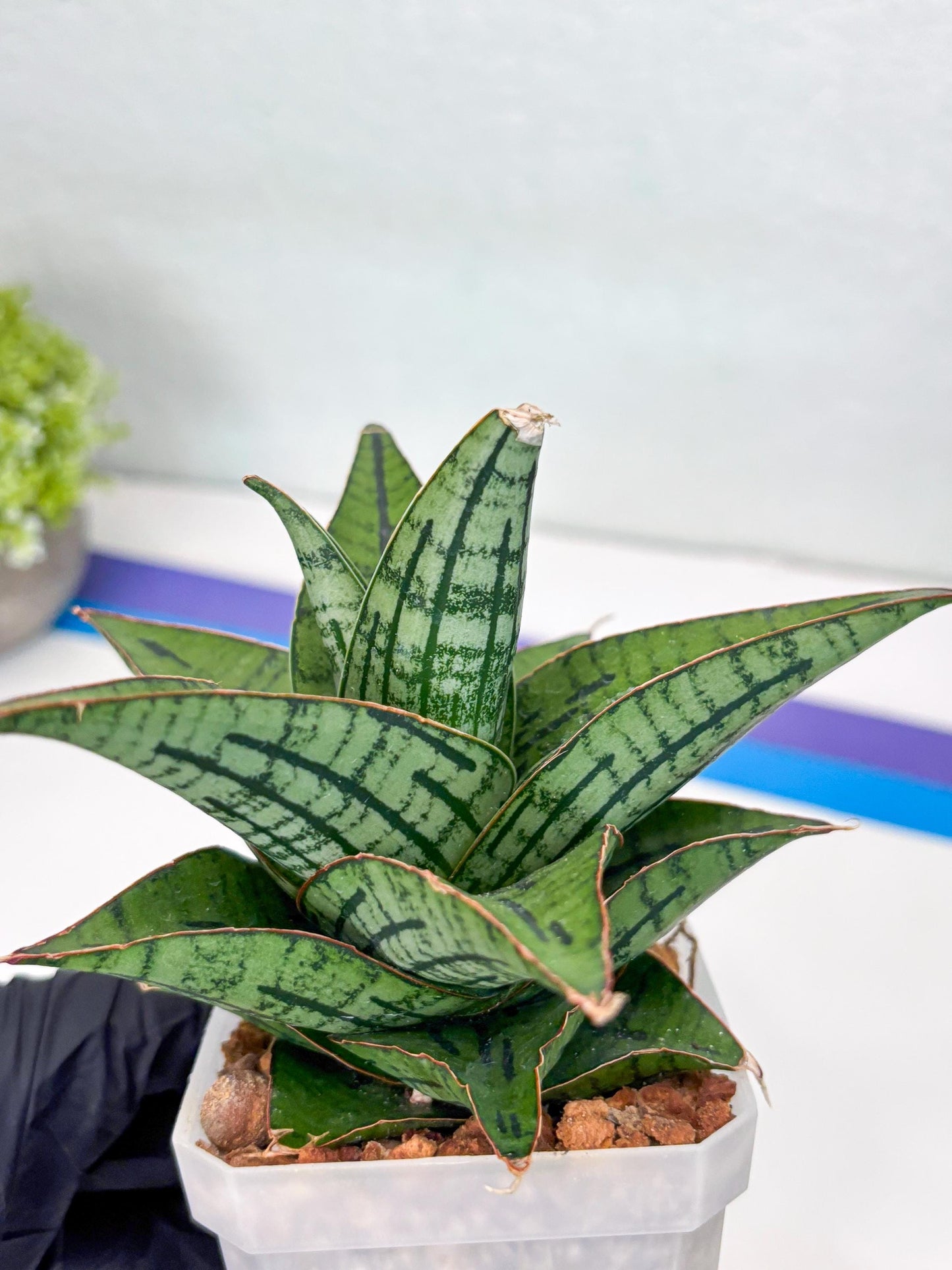 Sansevieria Kasier (H13) | Choose Your Extraordinary Plant