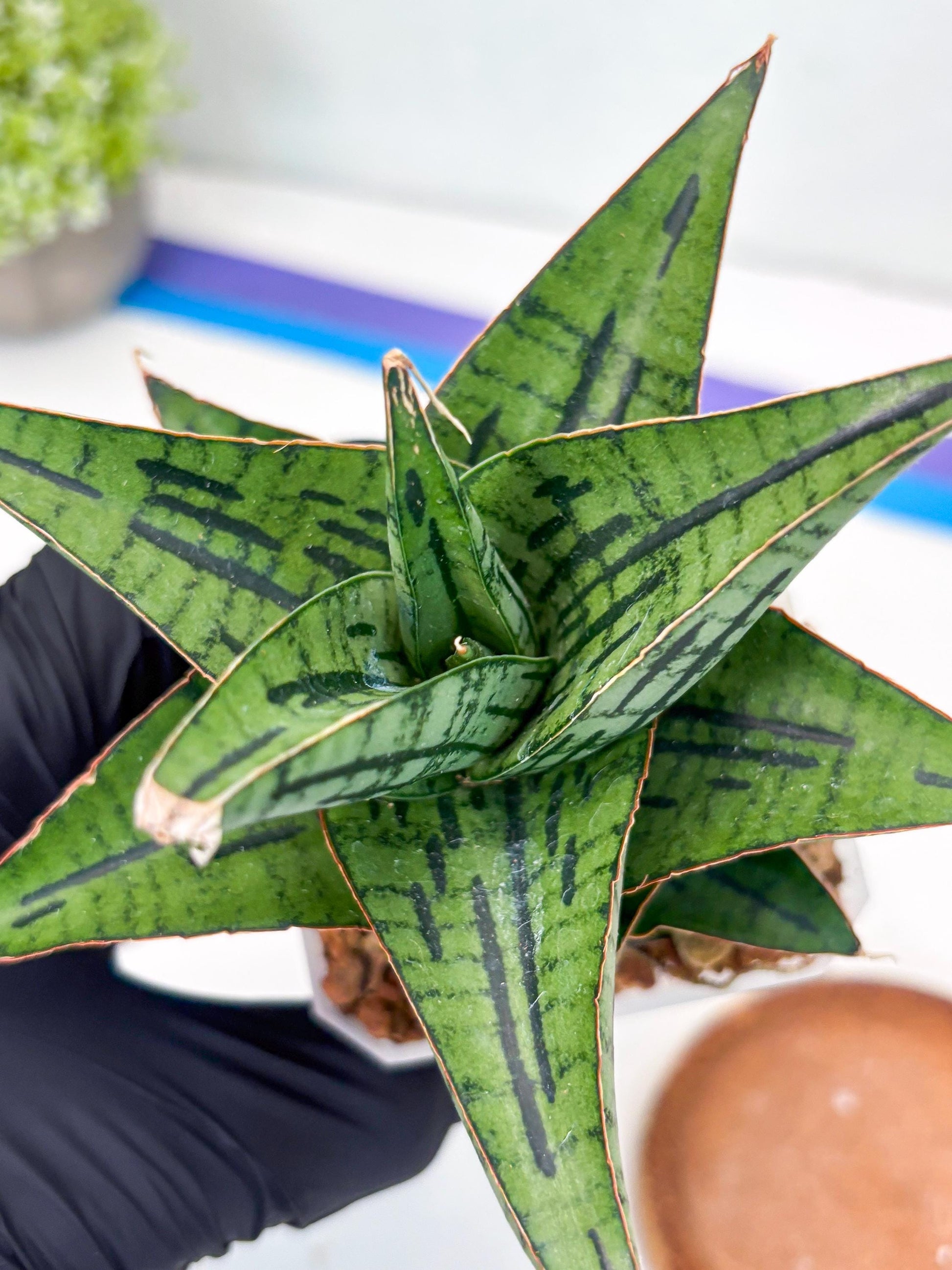 Sansevieria Kasier (H13) | Choose Your Extraordinary Plant