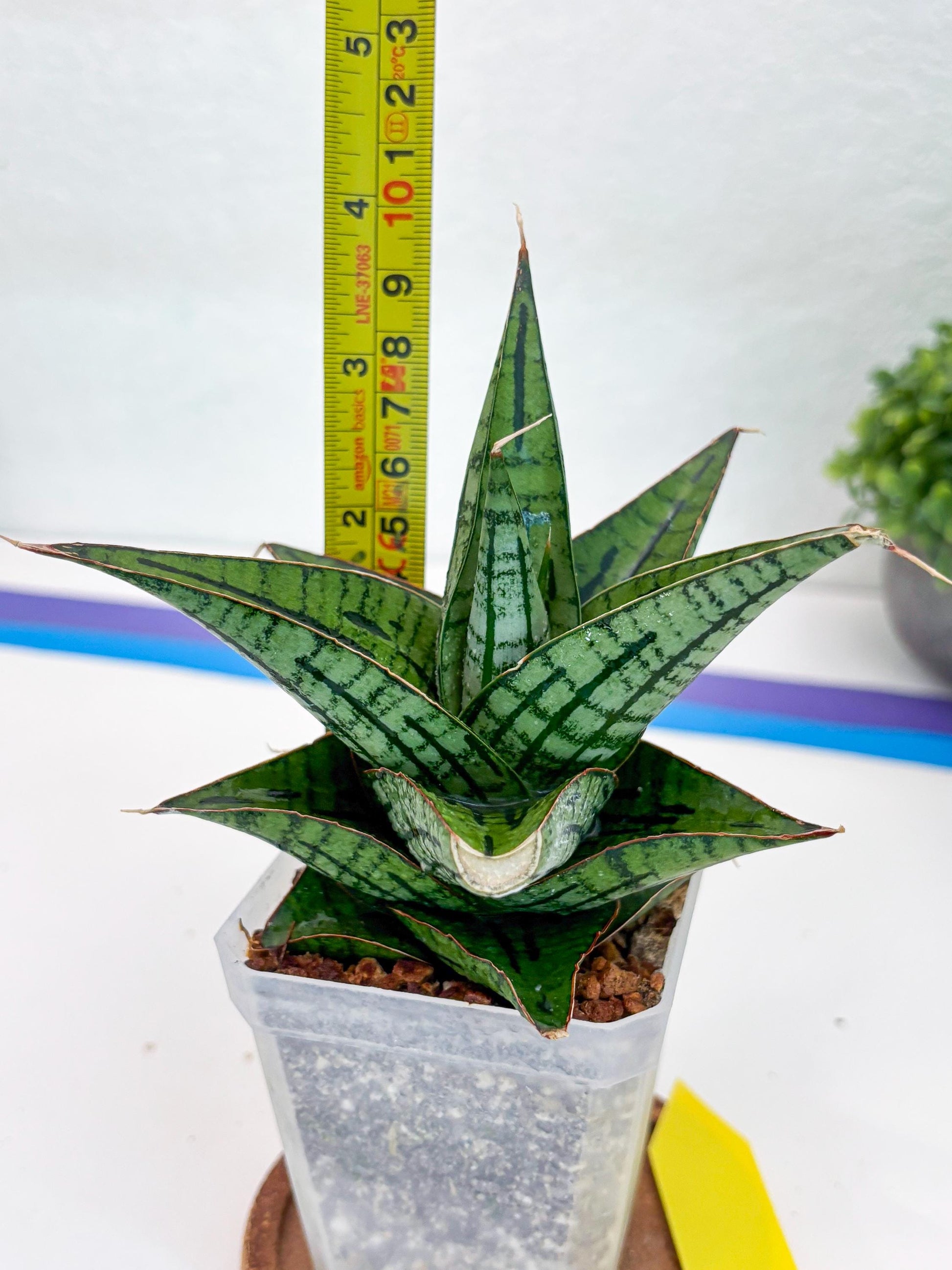 Sansevieria Kaisar (Ha49) (y) | Rare hybrid