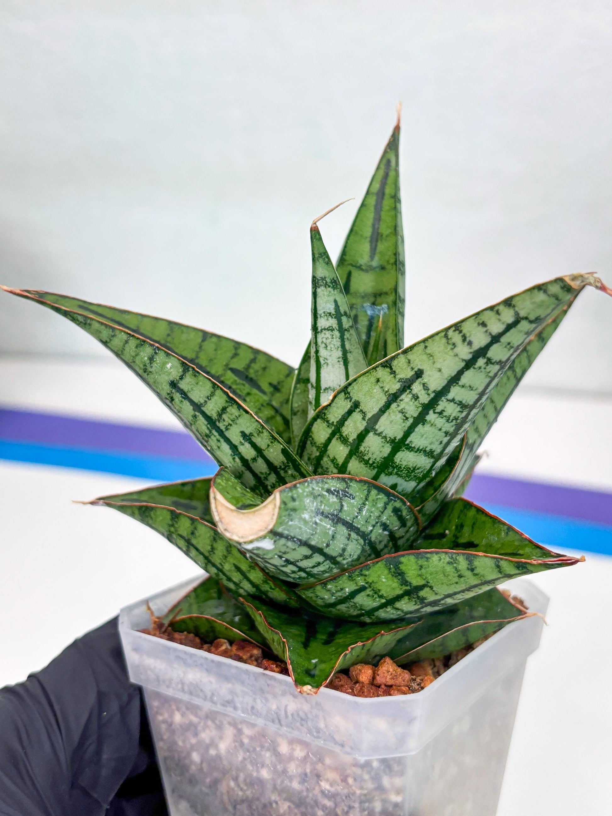 Sansevieria Kaisar (Ha49) (y) | Rare hybrid