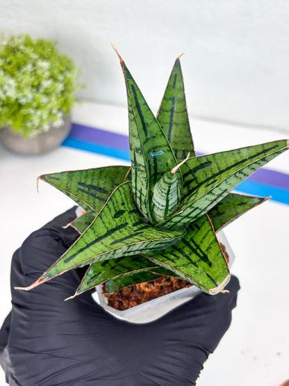 Sansevieria Kaisar (Ha49) (y) | Rare hybrid
