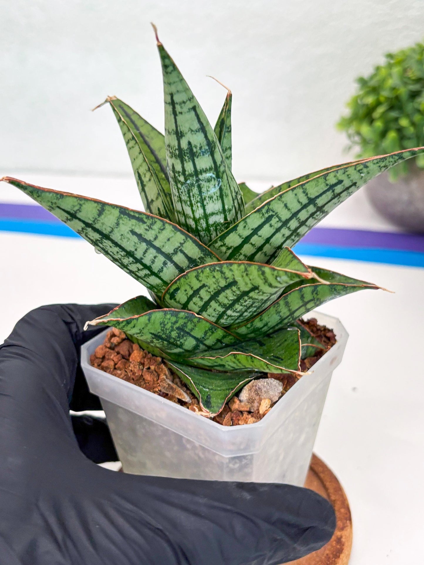 Sansevieria Kaisar (Ha49) (y) | Rare hybrid