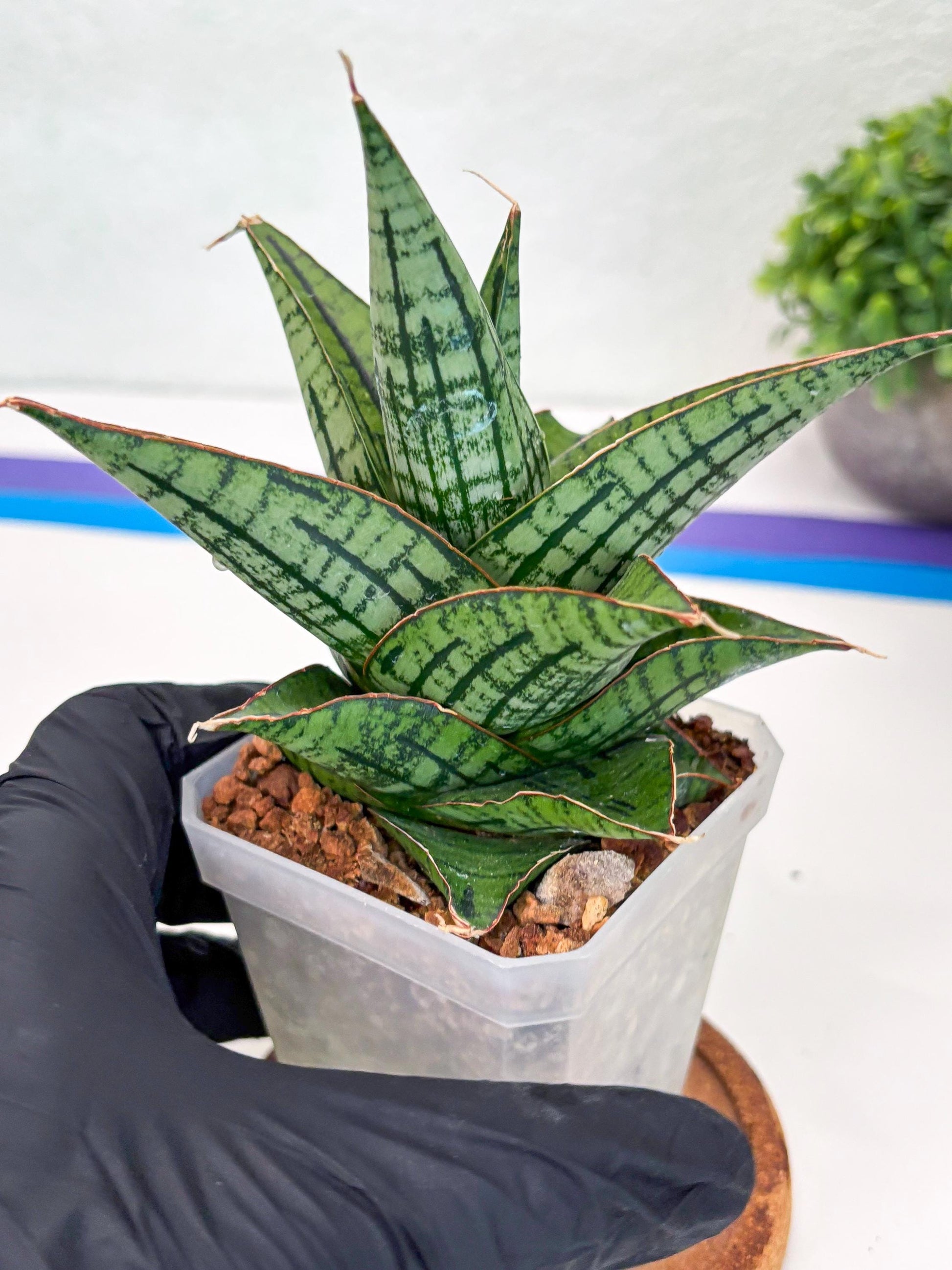 Sansevieria Kaisar (Ha49) (y) | Rare hybrid