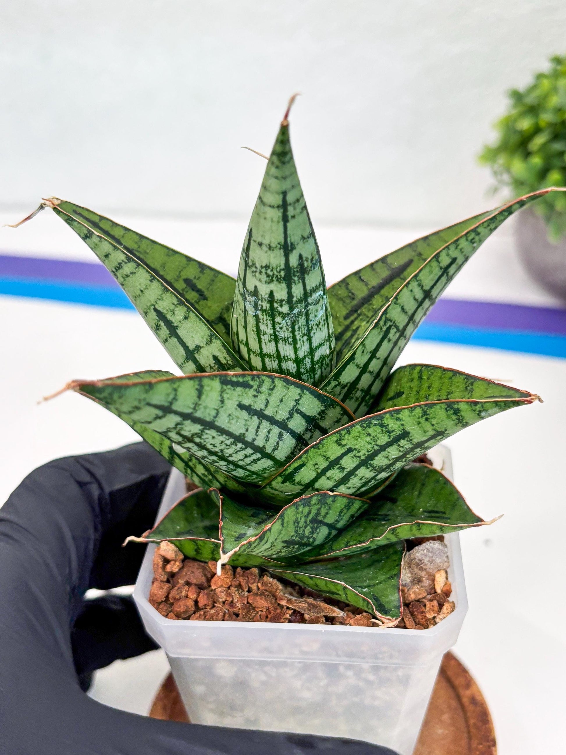Sansevieria Kaisar (Ha49) (y) | Rare hybrid