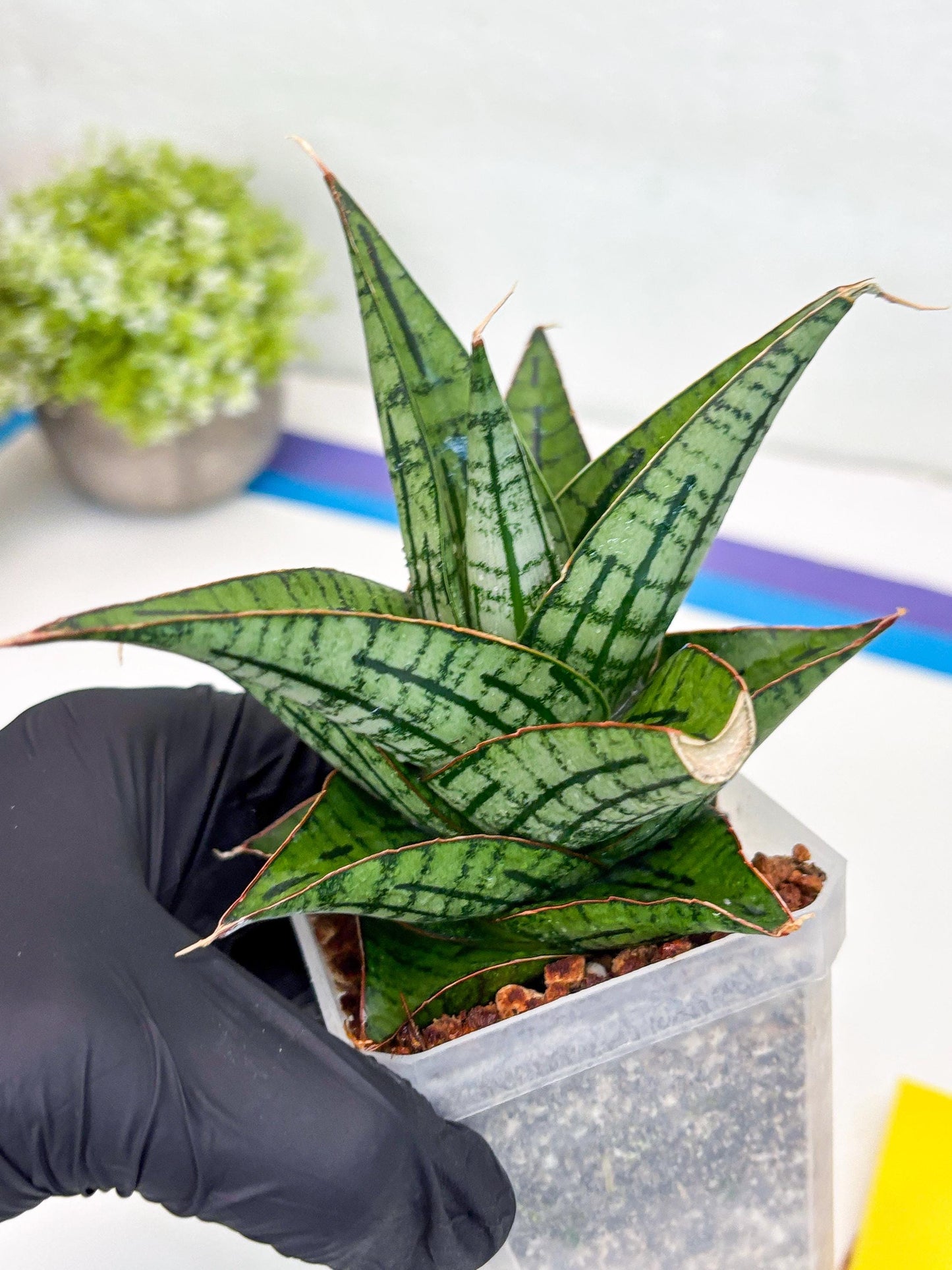 Sansevieria Kaisar (Ha49) (y) | Rare hybrid