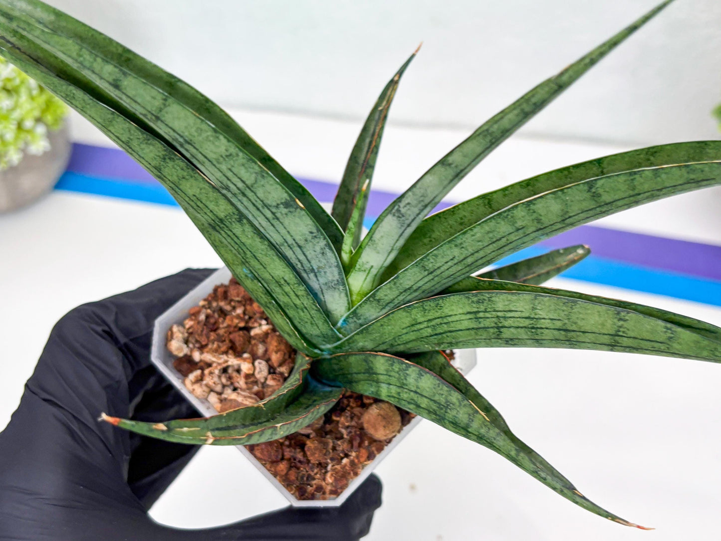 Sansevieria Serayu (#H59) | Imported Snake Plants