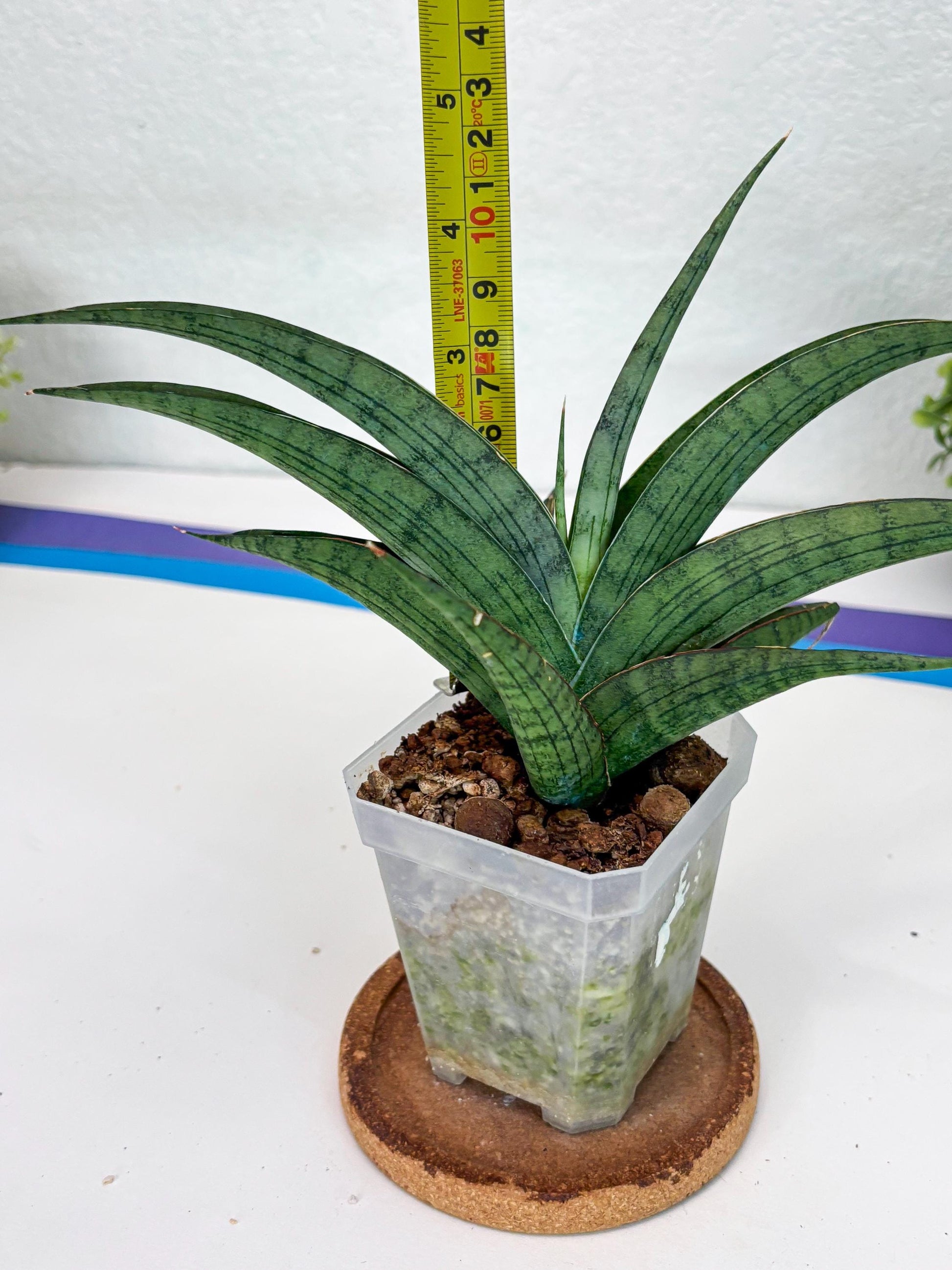 Sansevieria Serayu (#H59) | Imported Snake Plants