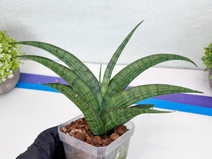 Sansevieria Serayu (#H59) | Imported Snake Plants