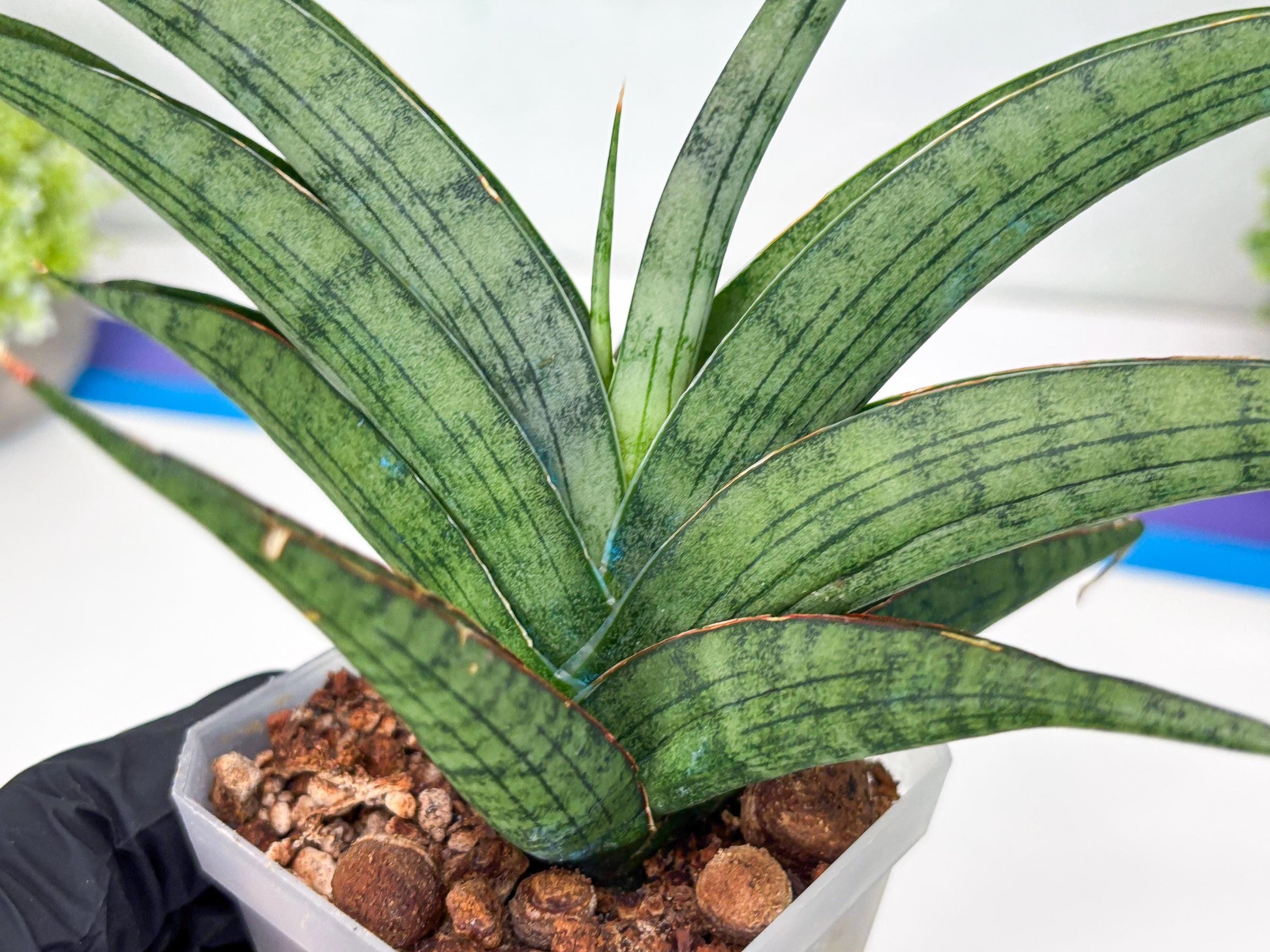 Sansevieria Serayu (#H59) | Imported Snake Plants