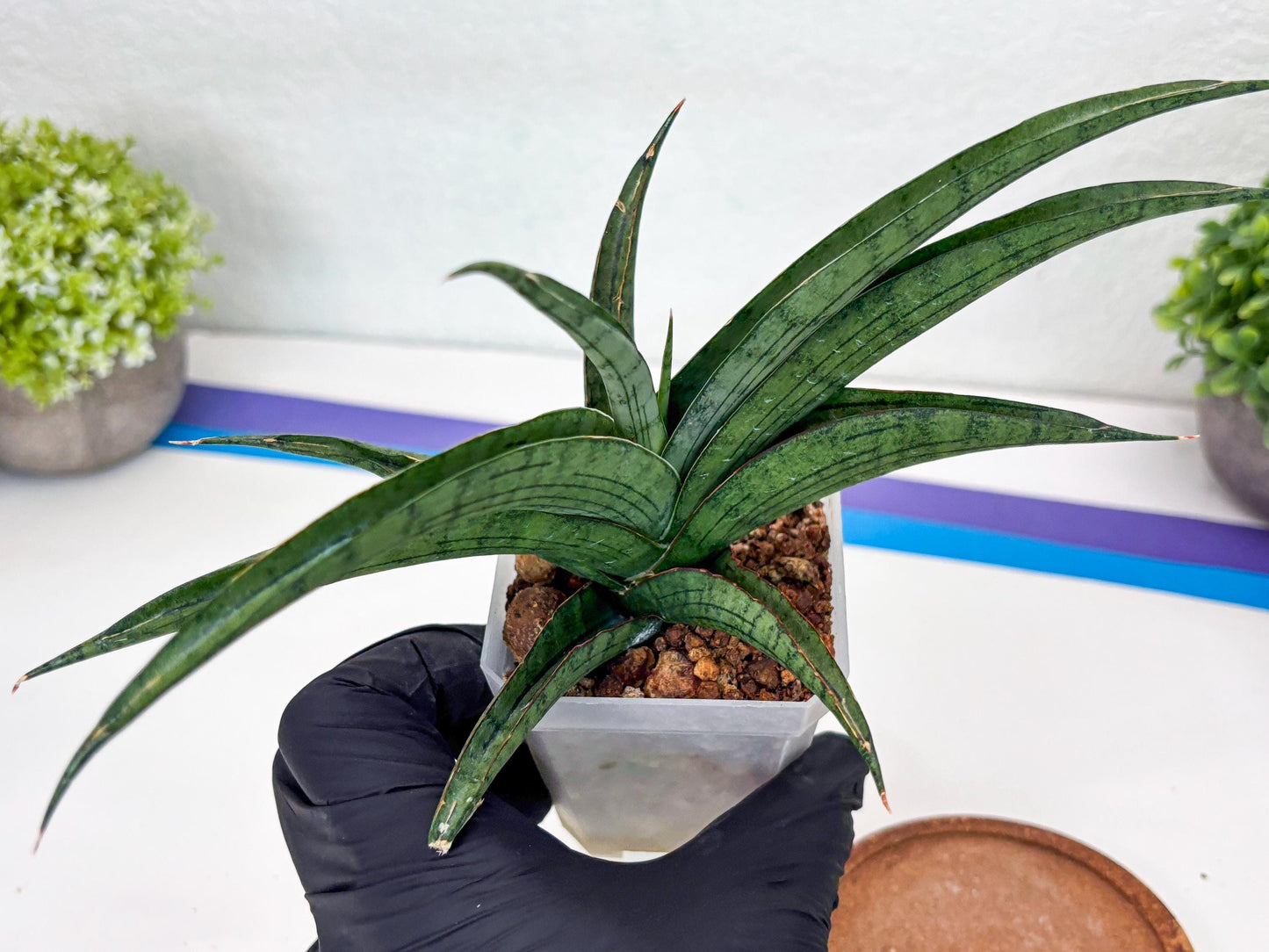 Sansevieria Serayu (#H59) | Imported Snake Plants