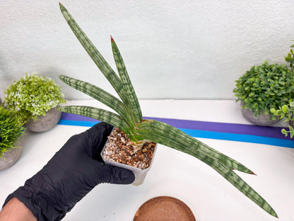 Sansevieria Suffruticosa (#H58) | Imported Snake Plants