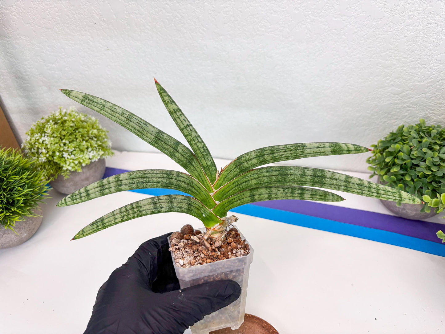 Sansevieria Suffruticosa (#H58) | Imported Snake Plants