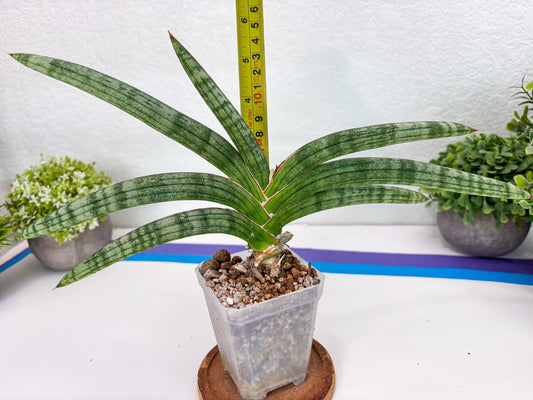 Sansevieria Suffruticosa (#H58) | Imported Snake Plants