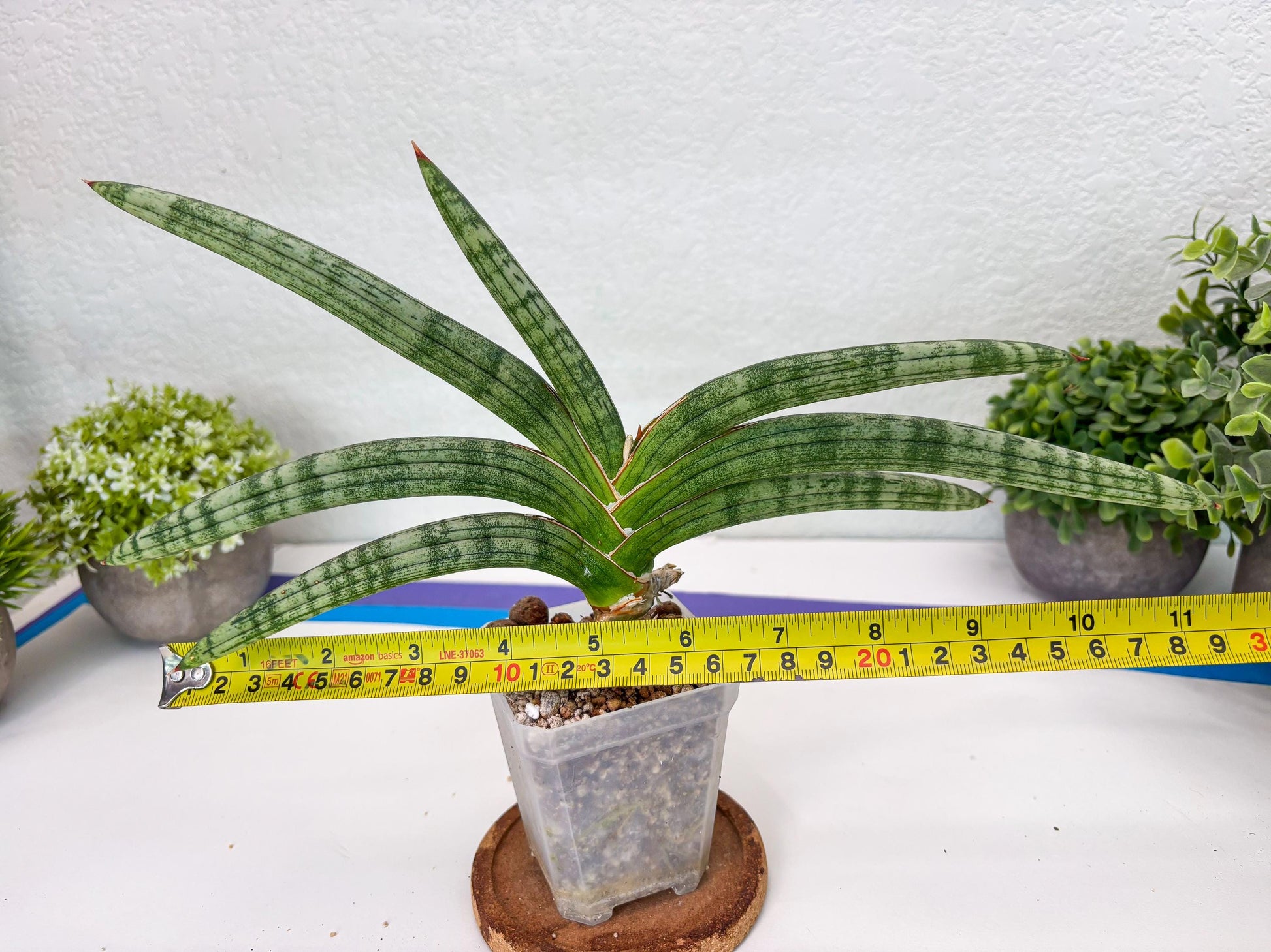 Sansevieria Suffruticosa (#H58) | Imported Snake Plants