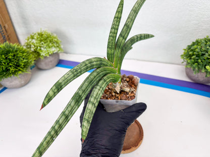Sansevieria Suffruticosa (#H58) | Imported Snake Plants
