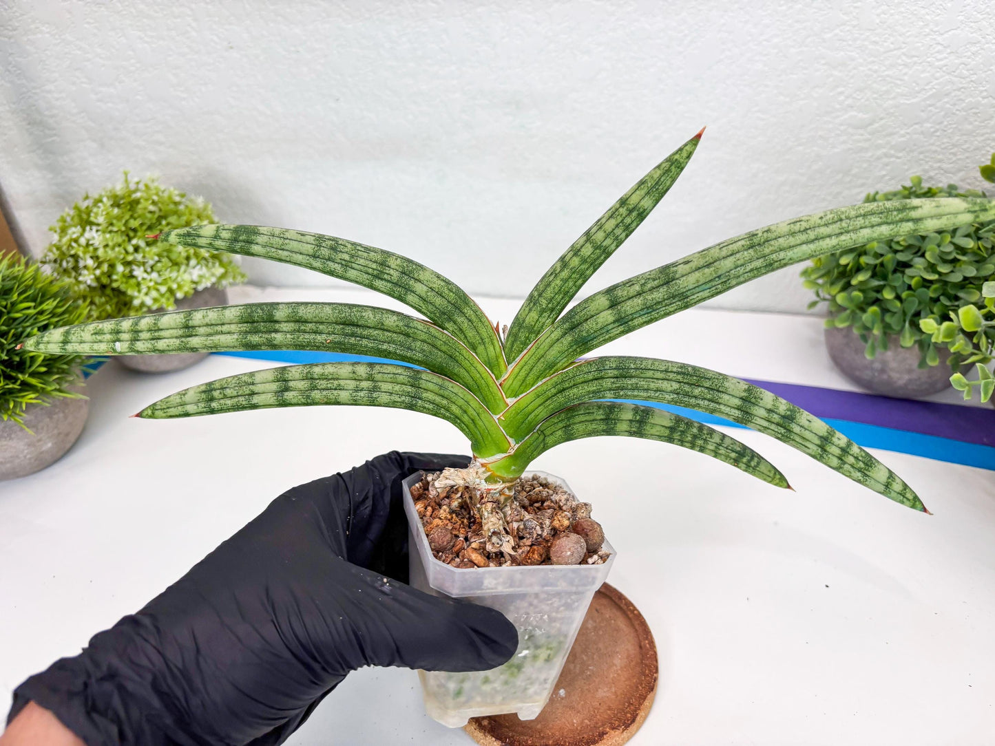 Sansevieria Suffruticosa (#H58) | Imported Snake Plants