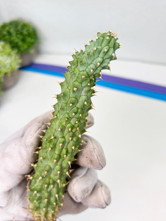 Kalahari Cactus (P) | Imported Plant