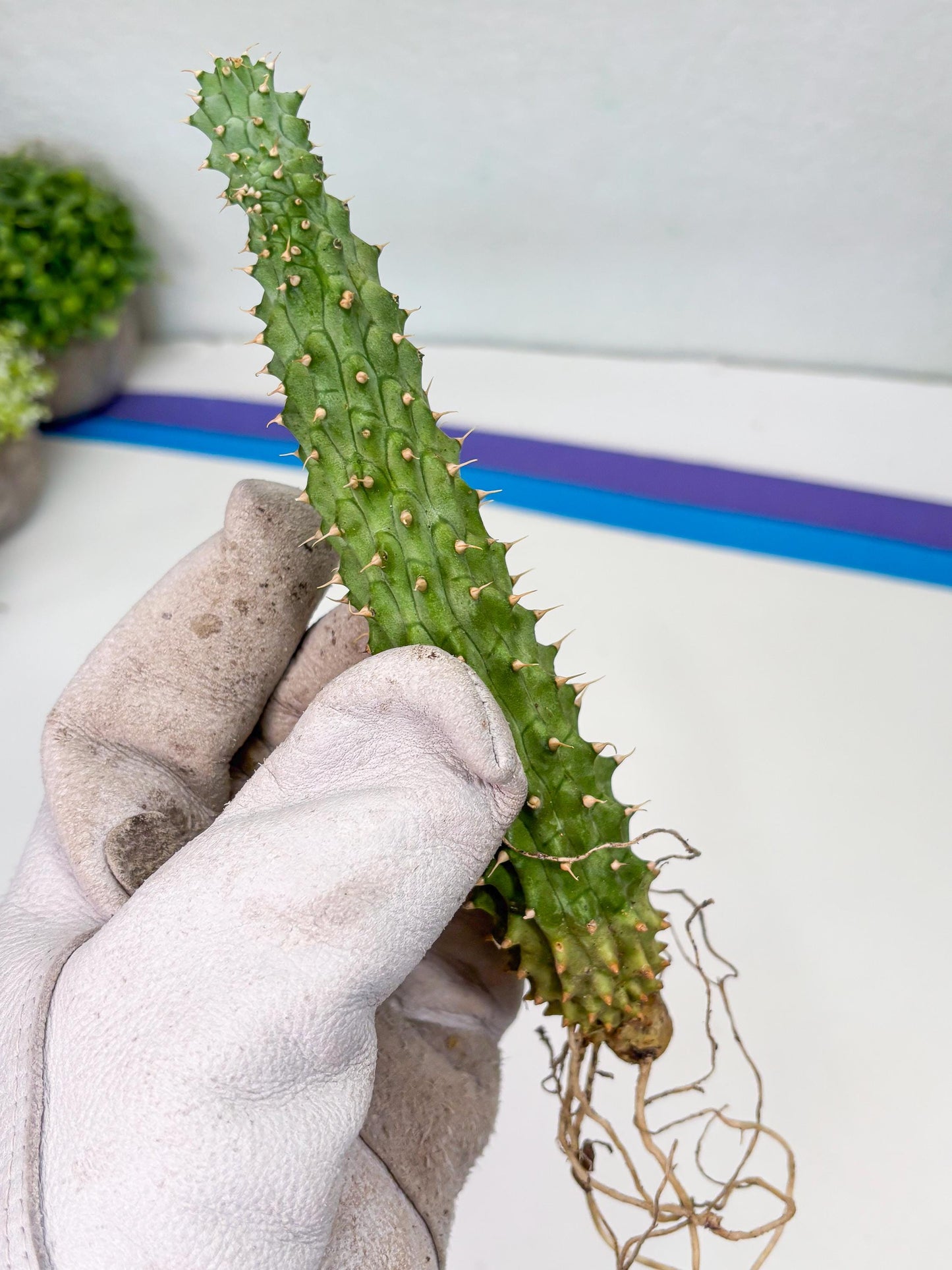 Kalahari Cactus (P) | Imported Plant