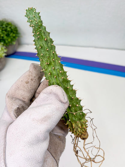 Kalahari Cactus (P) | Imported Plant