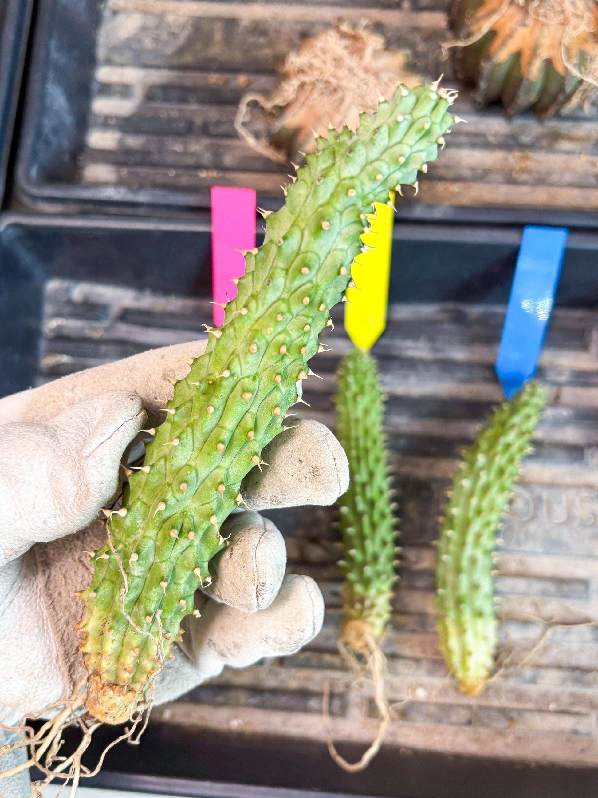 Kalahari Cactus (P) | Imported Plant