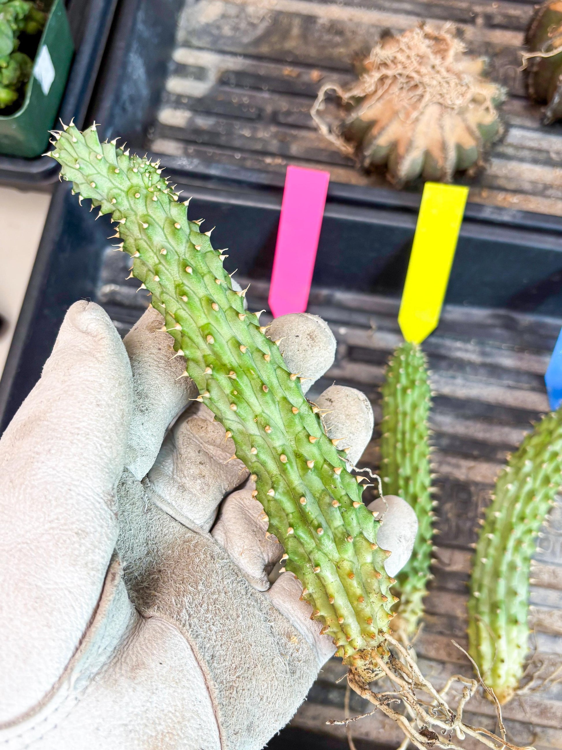 Kalahari Cactus (P) | Imported Plant