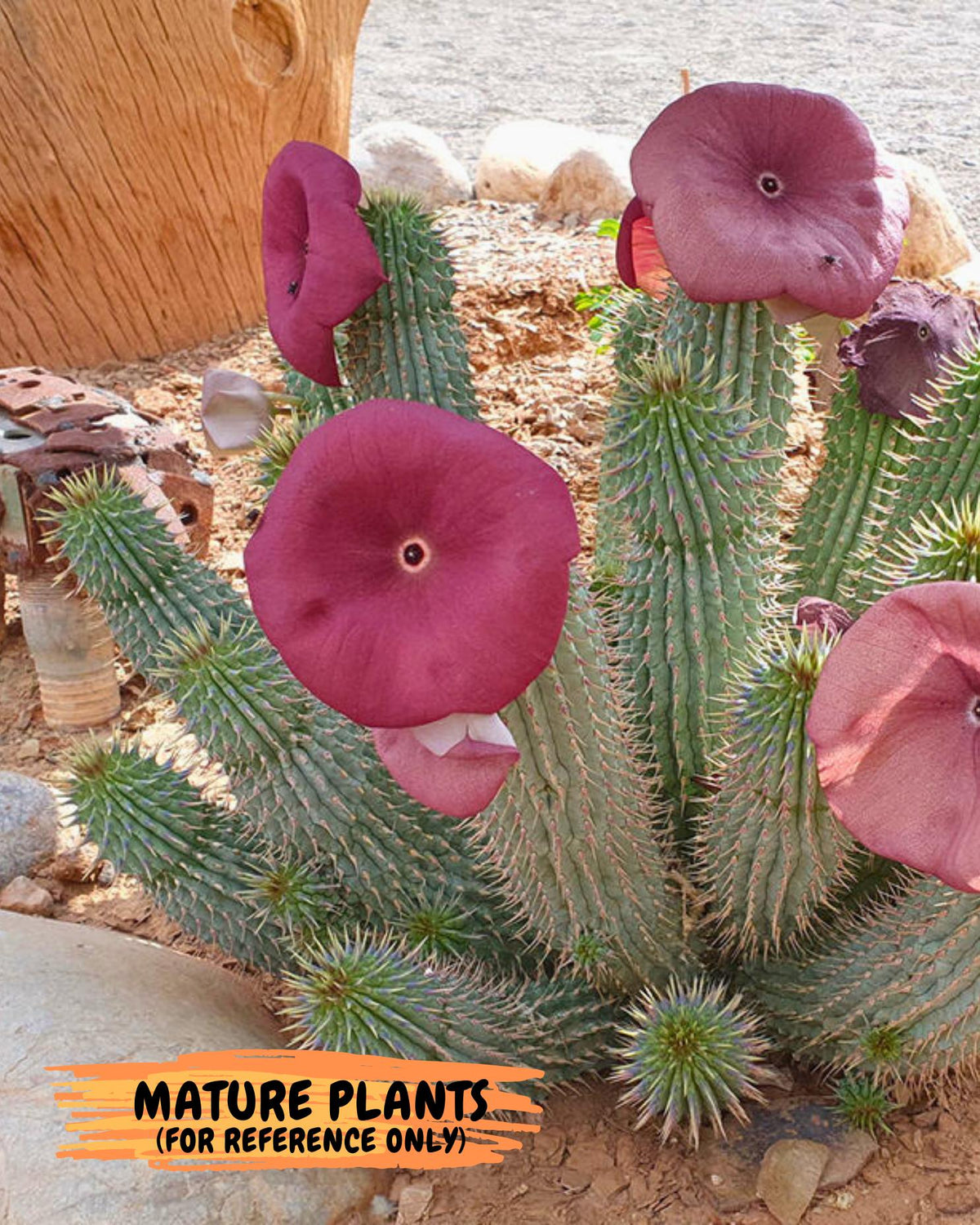 Kalahari Cactus (bb) | Rare House Plants