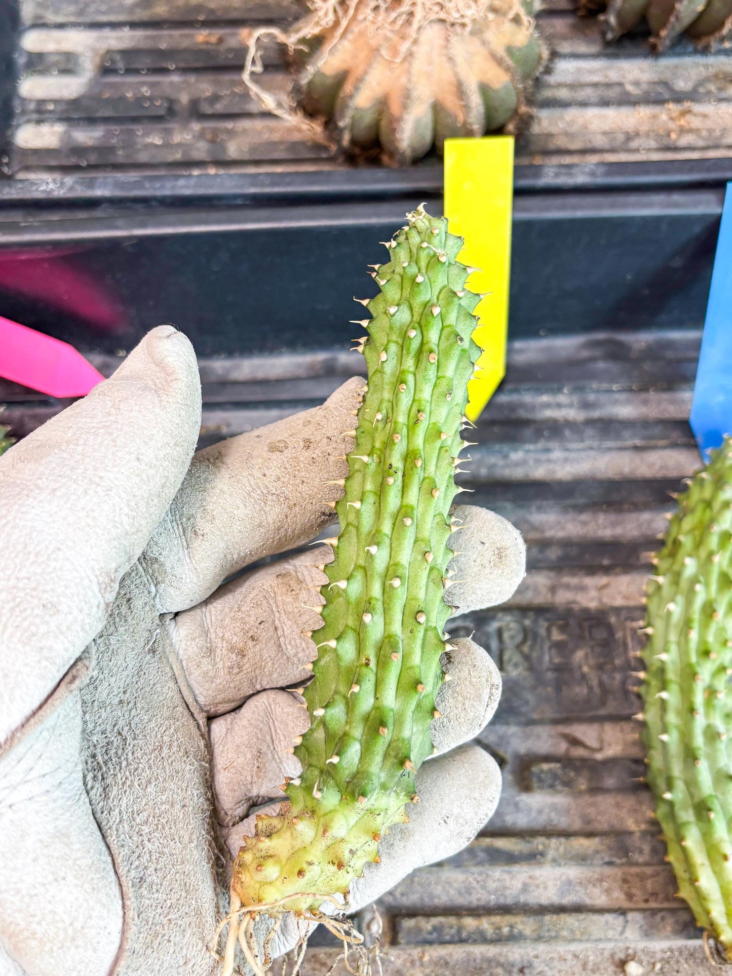 Kalahari Cactus (Yellow) | Imported Plant