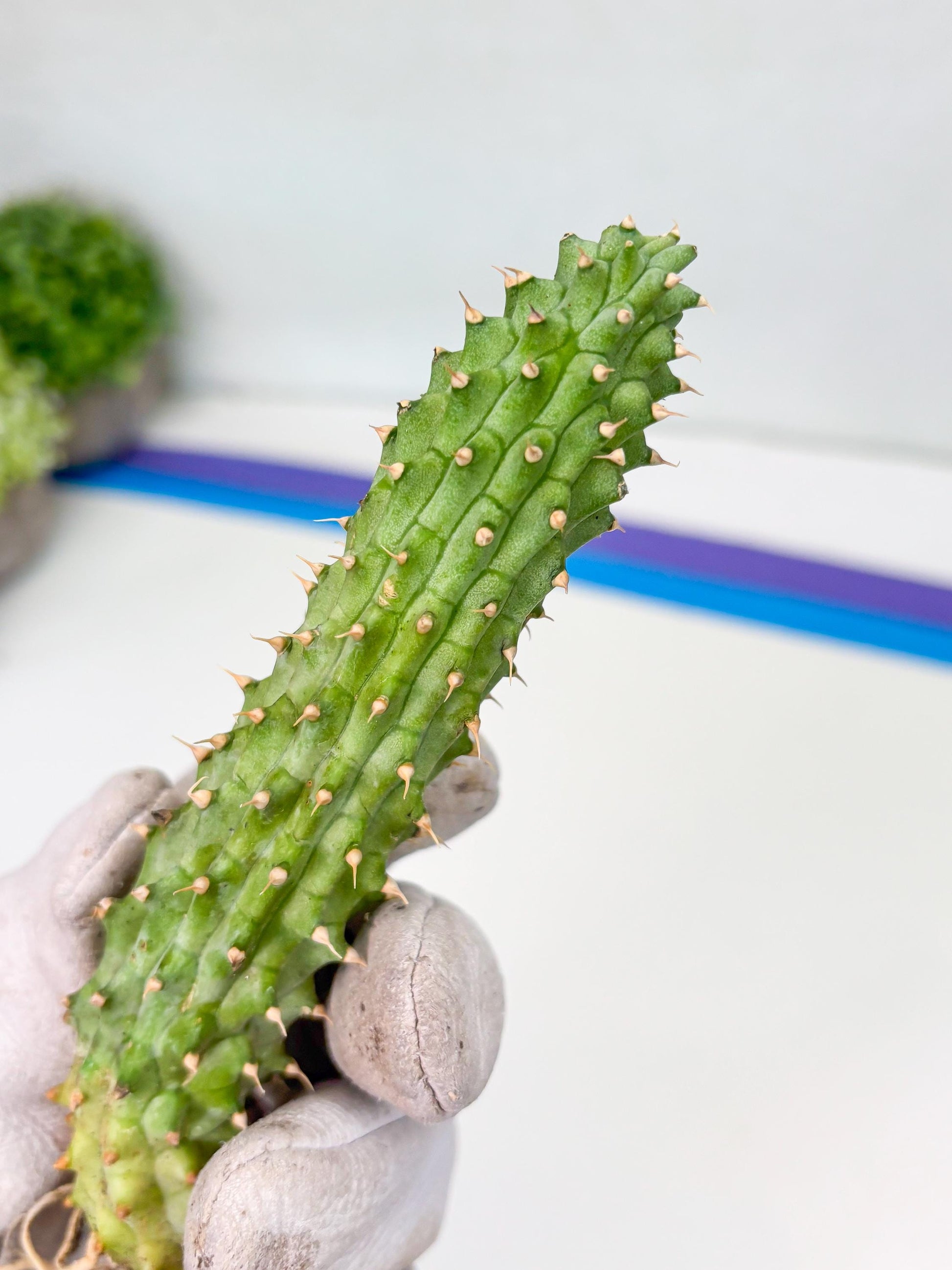 Kalahari Cactus (Yellow) | Imported Plant