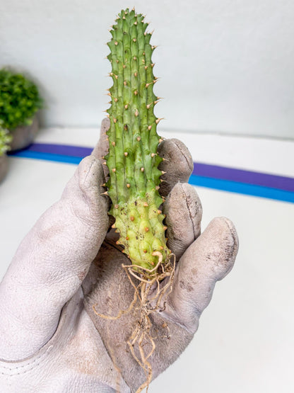 Kalahari Cactus (Yellow) | Imported Plant