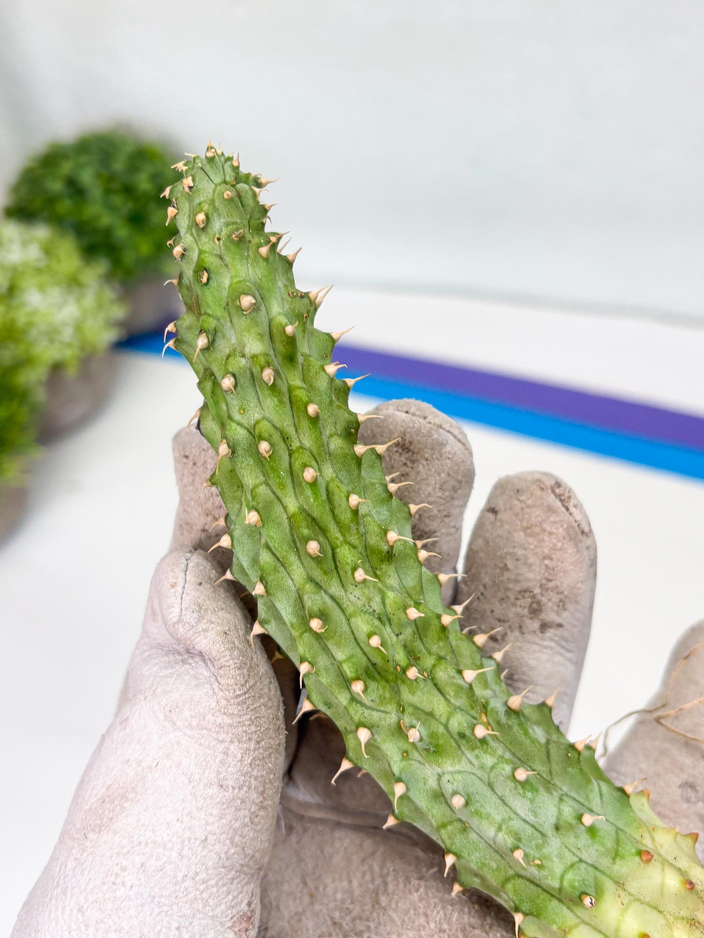 Kalahari Cactus (Blue) | Imported Plant