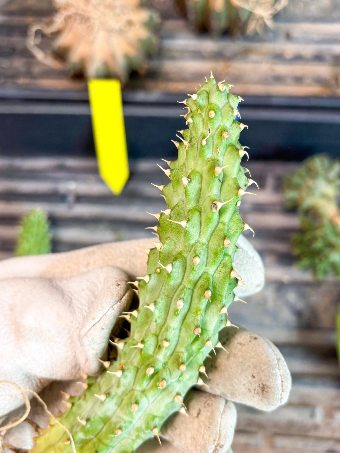 Kalahari Cactus (Blue) | Imported Plant