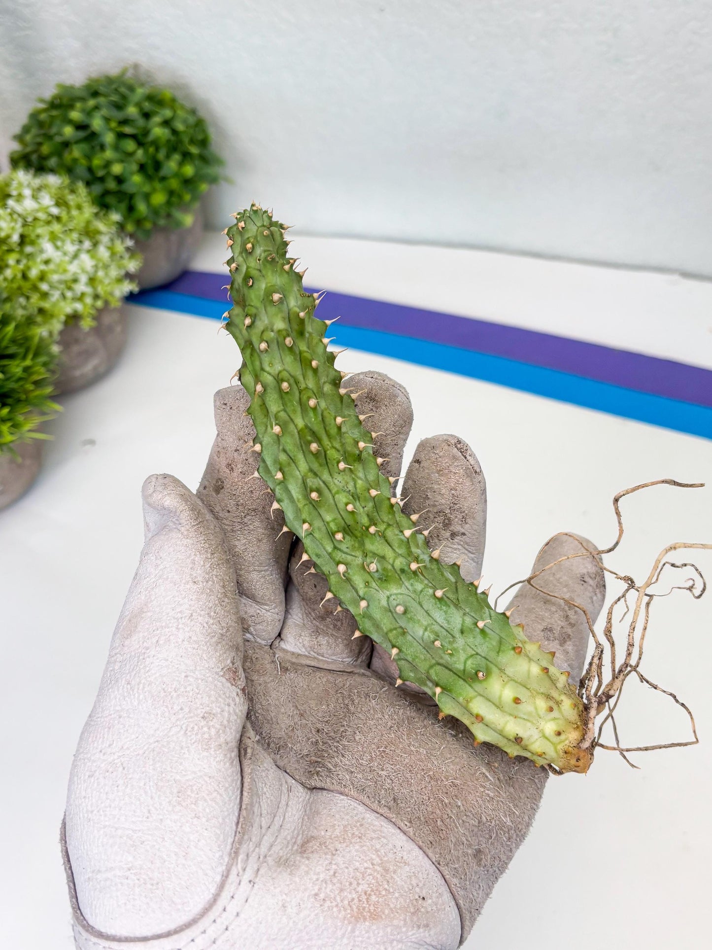 Kalahari Cactus (Blue) | Imported Plant