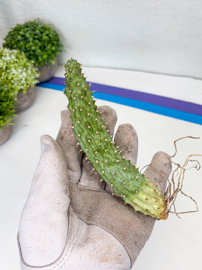 Kalahari Cactus (Blue) | Imported Plant