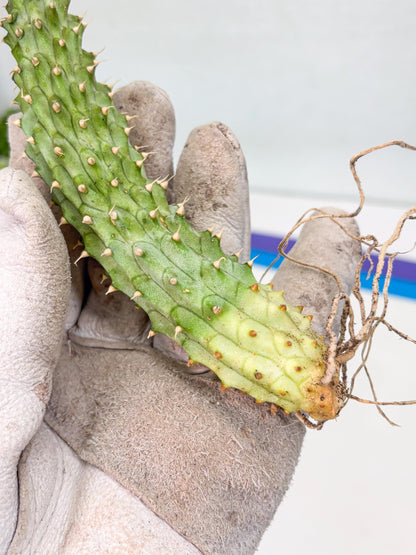 Kalahari Cactus (Blue) | Imported Plant