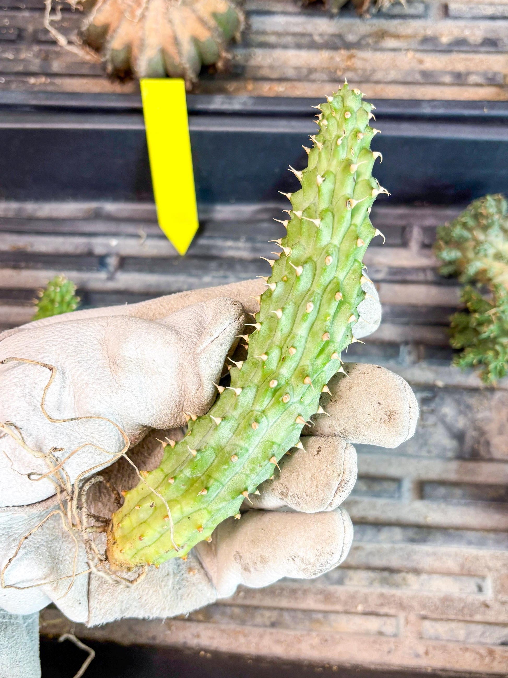 Kalahari Cactus (Blue) | Imported Plant