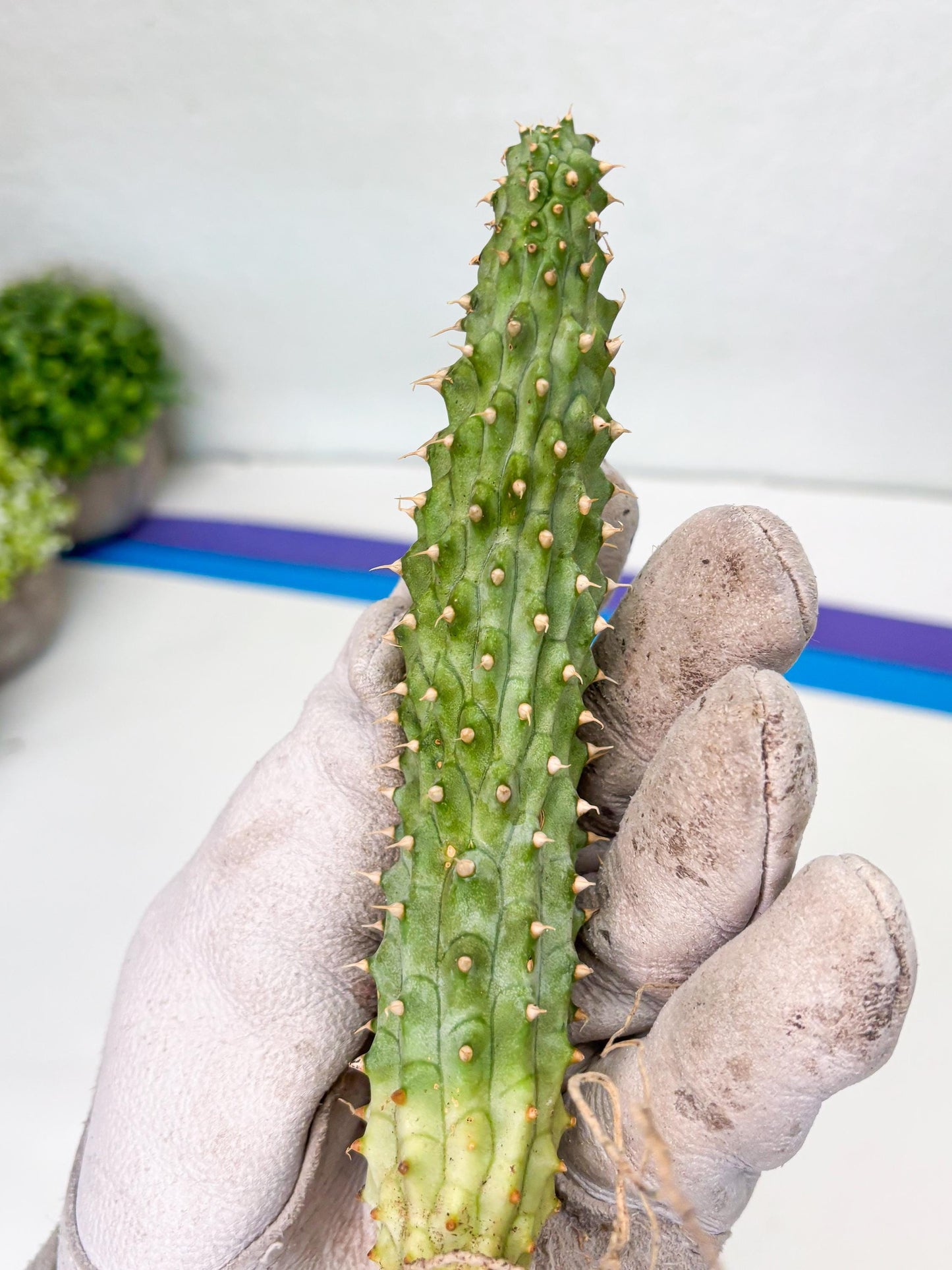 Kalahari Cactus (Blue) | Imported Plant